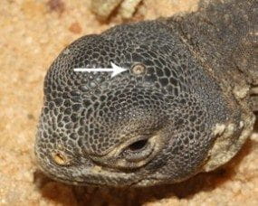 Pineal gland lizard