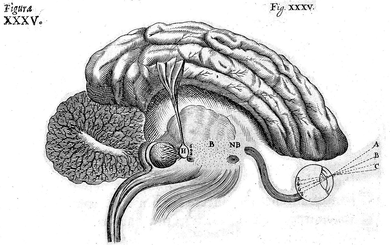 Descartes diagram of the brain and nervous system, marking the pineal gland